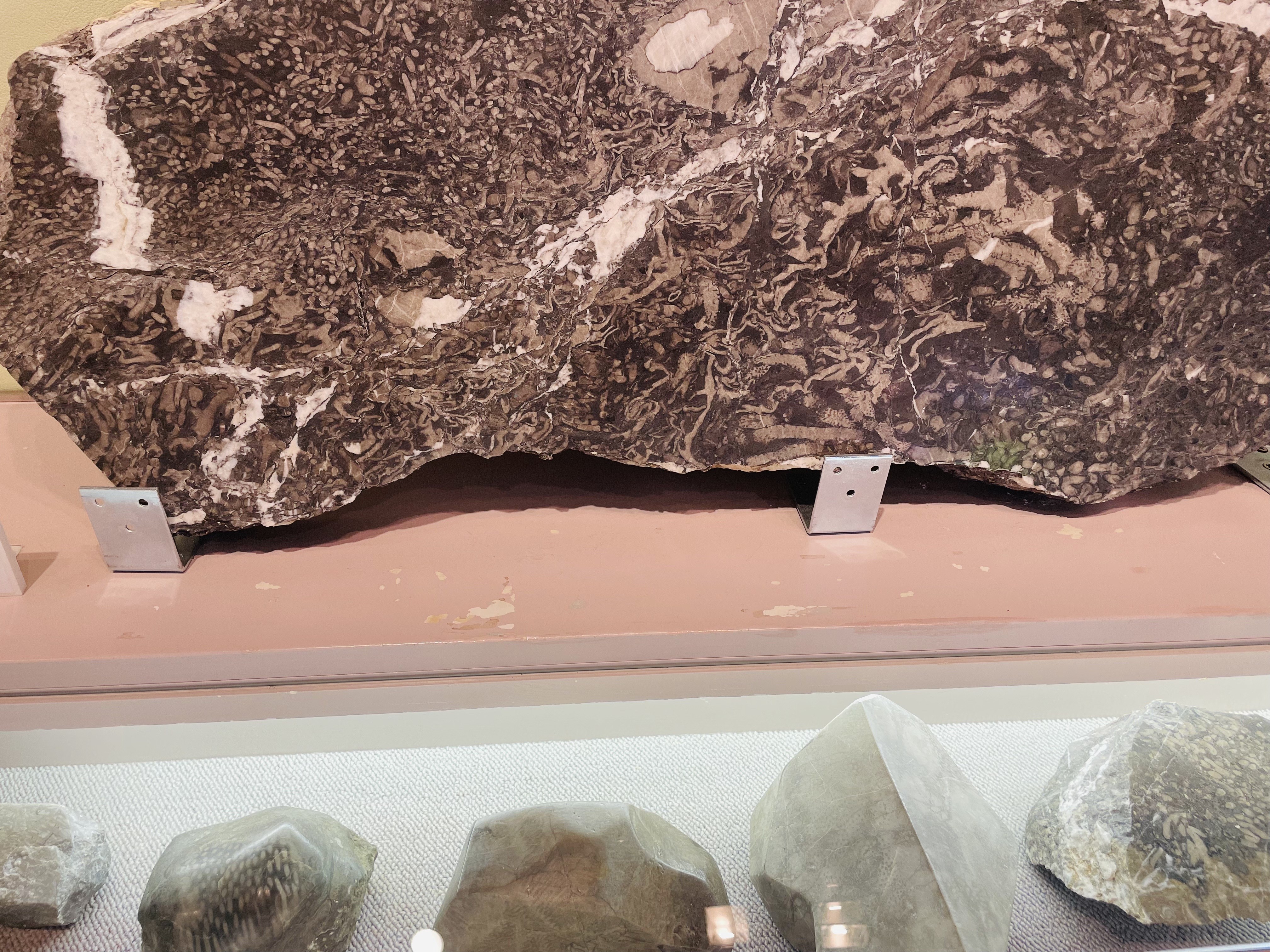 展示解説「鳥ノ巣石灰岩とその化石」