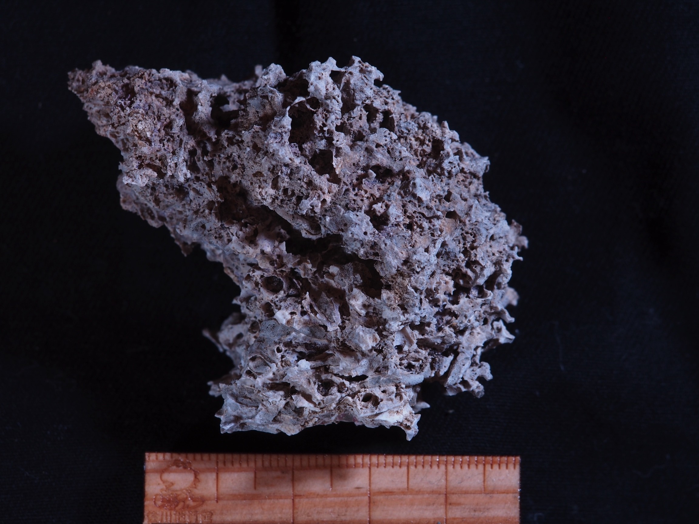 展示解説「室戸岬の大地の変化」