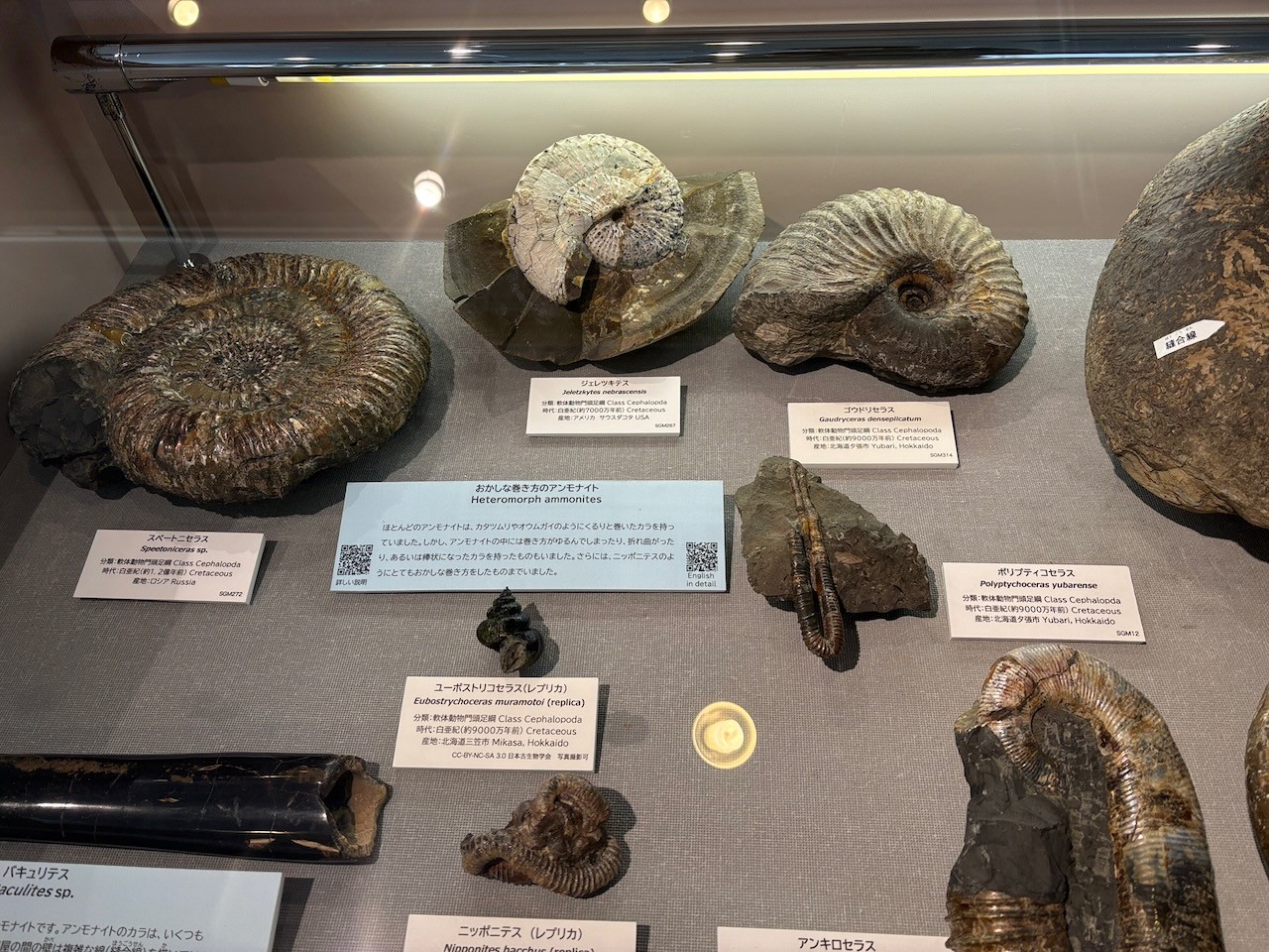 ３月２２日（日）展示解説「アンモナイト」