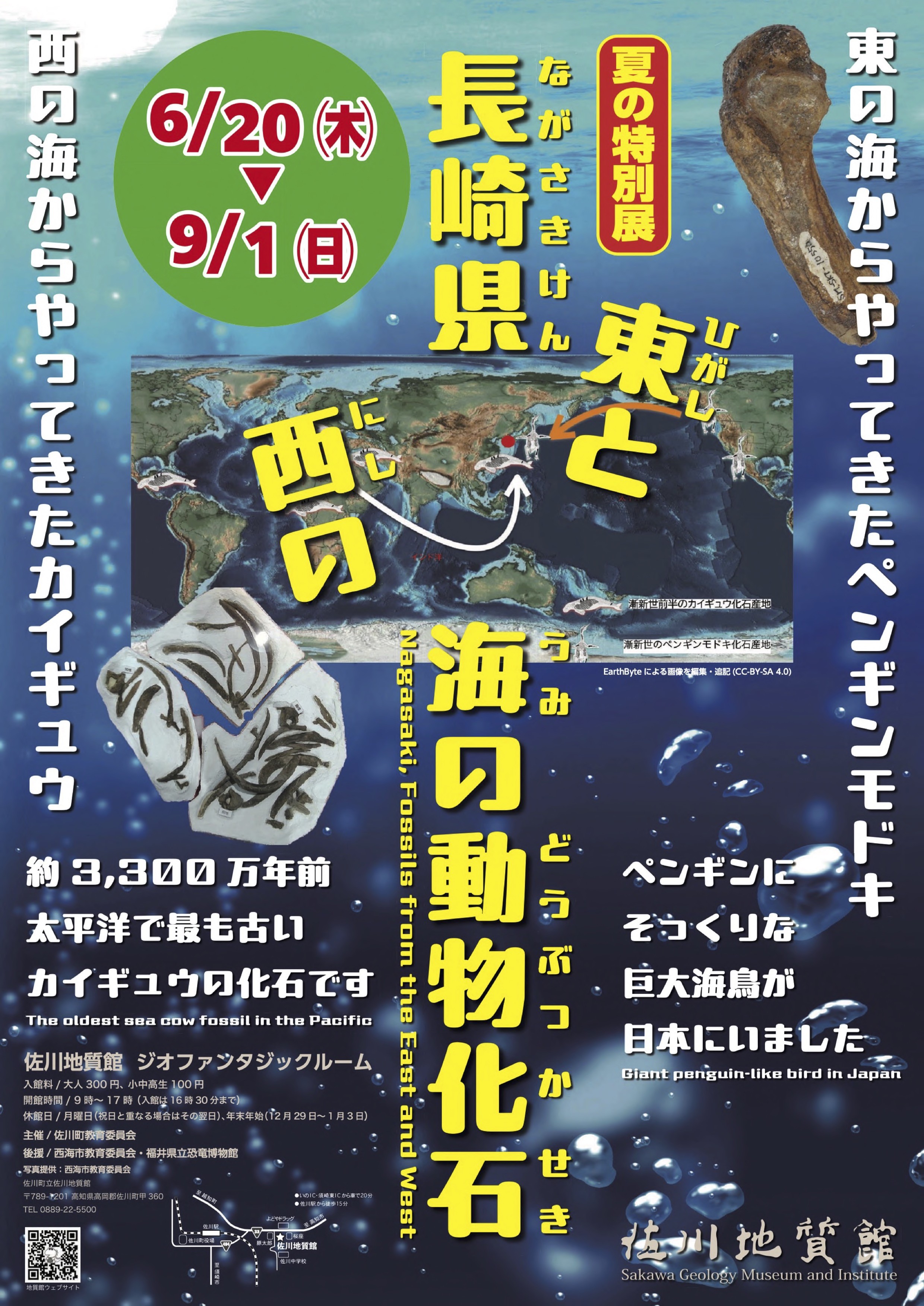 夏の特別展「長崎県　東と西の海の動物化石」