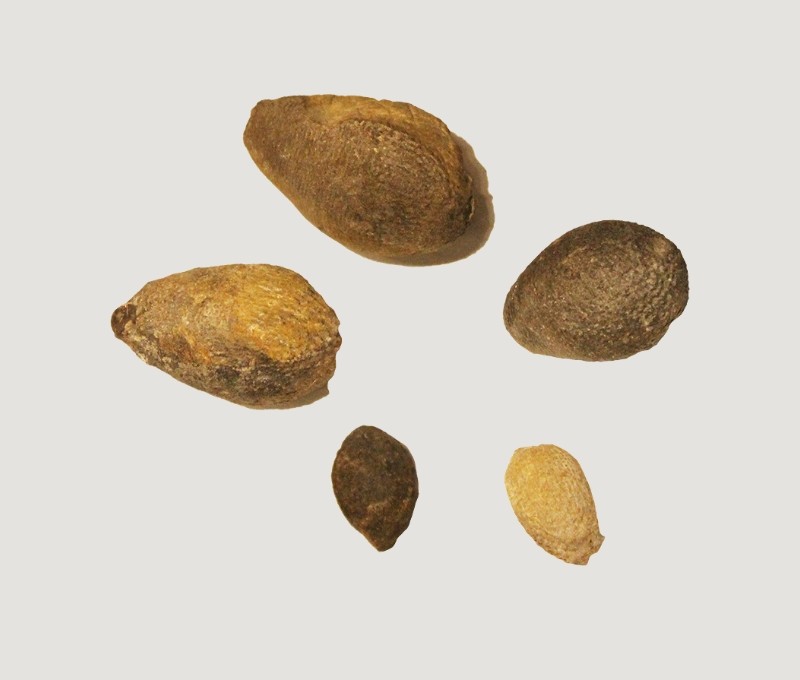 “鳥ノ巣石灰岩”の代表的なウニ化石「キダリス」
