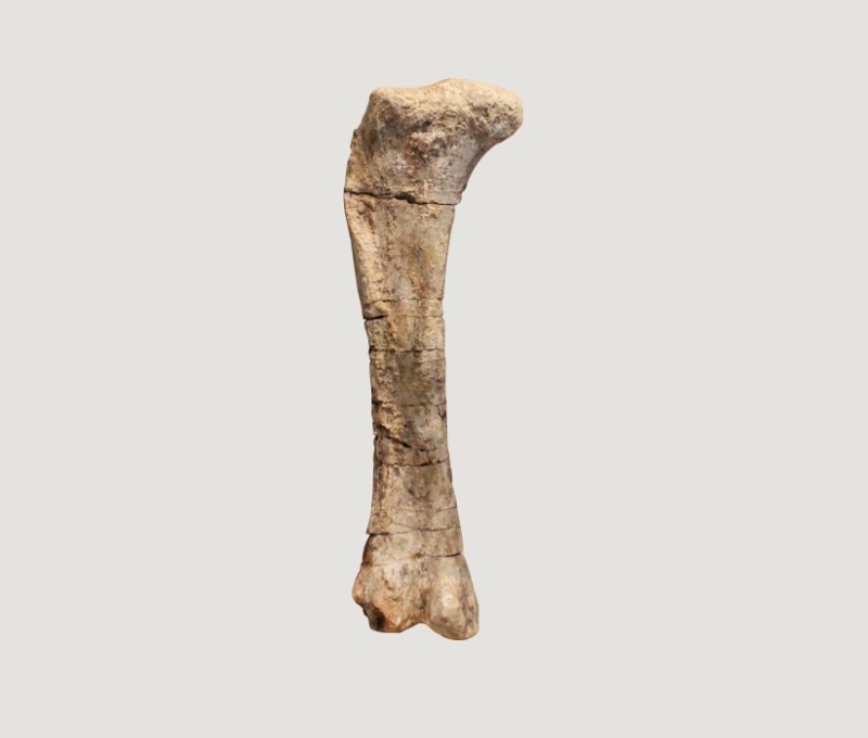 大型草食恐竜「ディプロドクス」の大腿骨