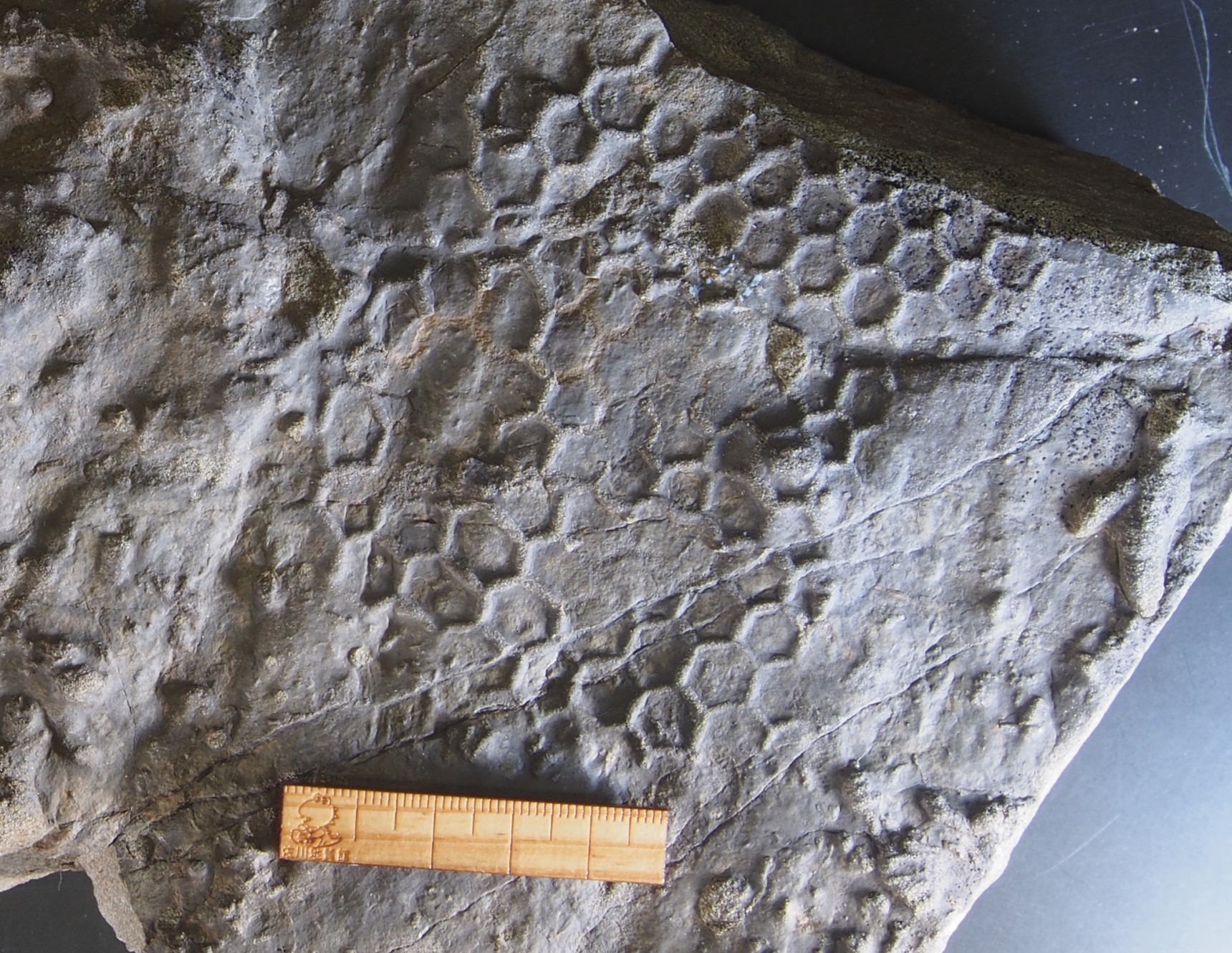 東洋町甲浦で発見された、４０００万年前のパレオディクチオン